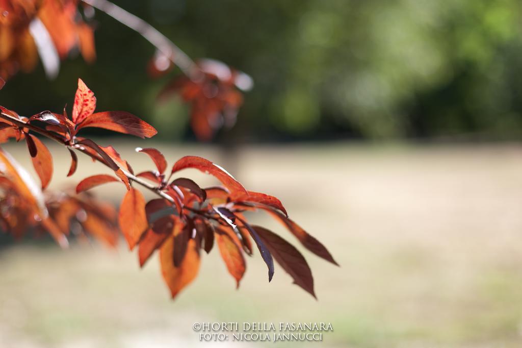 Horti Della Fasanara Guest House Ferrara Eksteriør bilde